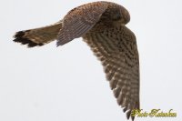 Common Kestrel　(torim)