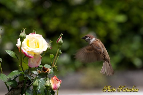 Tree Sparrow (EF70-200)