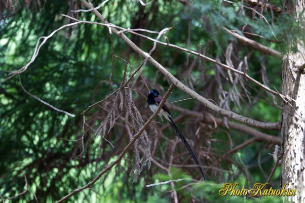 Japanese Paradise Flycatcher