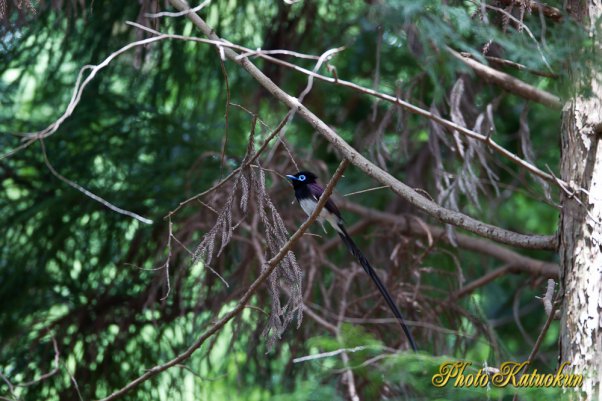 Japanese Paradise Flycatcher