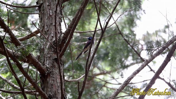 Japanese Paradise Flycatcher