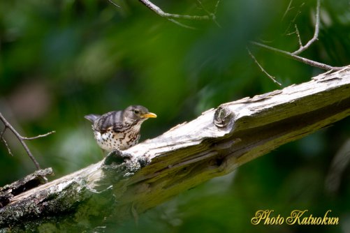 Japanese Thrush？？