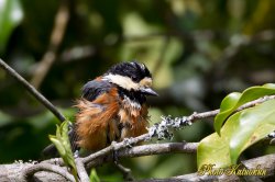 Varied tit