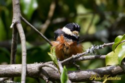 Varied tit