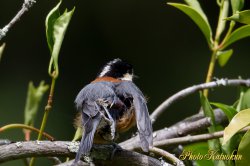 Varied tit