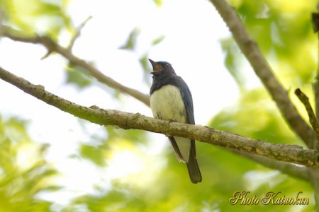 Blue-and-White Flycatcher　♂　EF800 F5.6