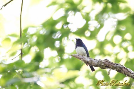 Blue-and-White Flycatcher　♂