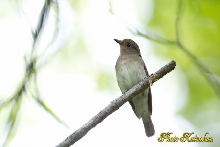Blue-and-White Flycatcher　♀
