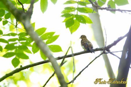 Blue-and-White Flycatcher　（Baby?)