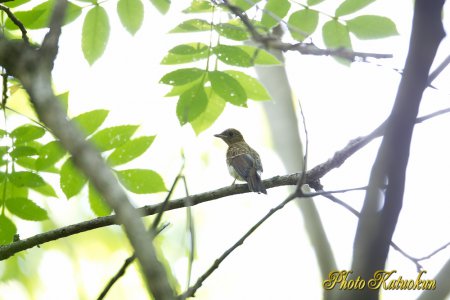 Blue-and-White Flycatcher　（Baby?)