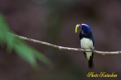 Blue-and-White Flycatcher　♂　EF800 F5.6