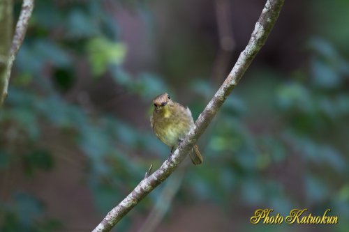 Blue-and-White Flycatcher　♀