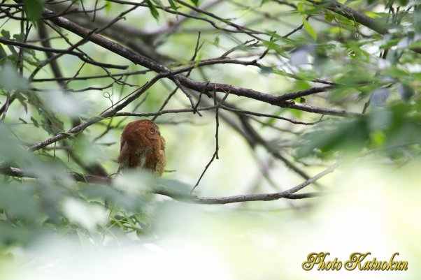 コノハズク　Eurasian Scops-owl　27/07/2011