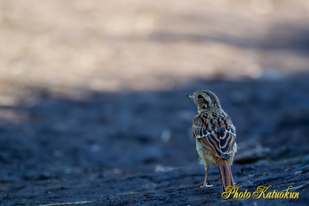 EF800 F5.6L　ホオアカ　Grey-headed bunting