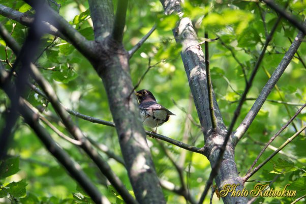 クロツグミ　Japanese Thrush