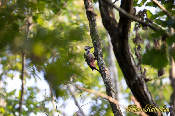 オオアカゲラ　White-backed woodpecker