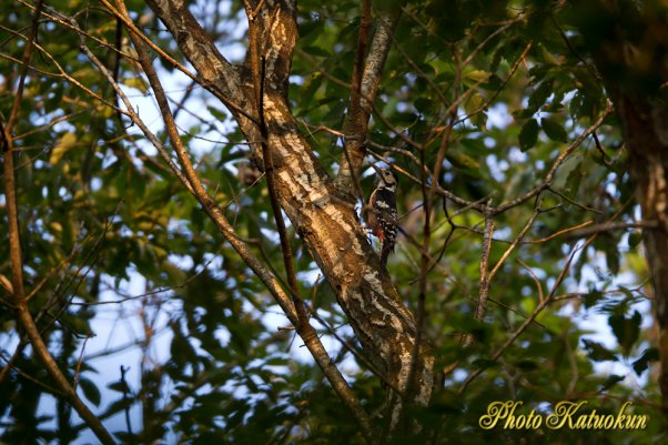 オオアカゲラ　White-backed woodpecker