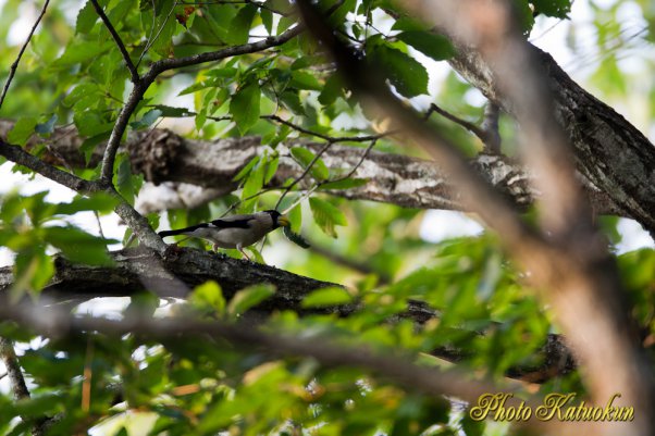 イカル　Japanese Grosbeak