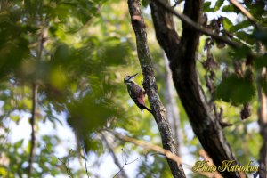 オオアカゲラ　White-backed woodpecker