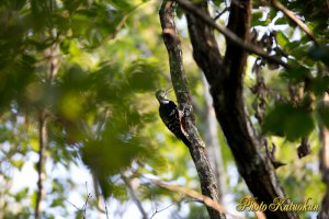 オオアカゲラ　White-backed woodpecker