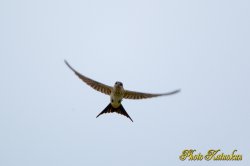EF800 F5.6L　コシアカツバメ　Red-rumped swallow