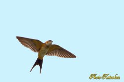 EF800 F5.6L　コシアカツバメ　Red-rumped swallow