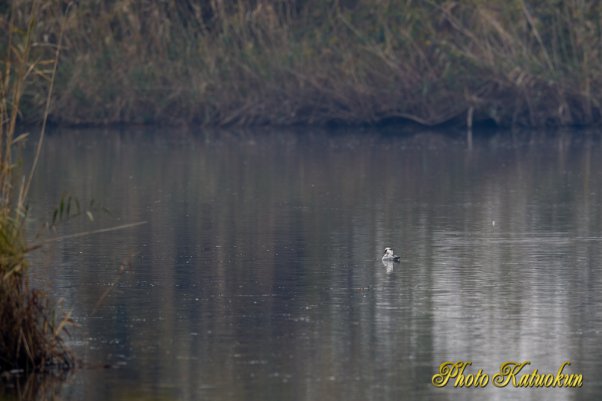 Smew　ミコアイサ