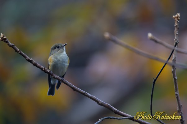 Red-flanked bluetail