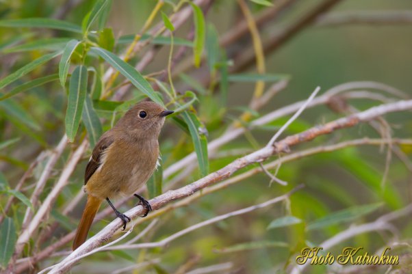 Daurian Redstart