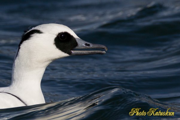 ミコアイサ　（Smew）　Canon EF800 F5.6L IS USM