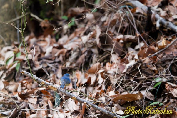 Red-flanked bluetail ♂　ＥＦ428