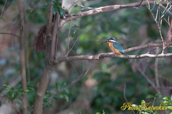 Common Kingfisher