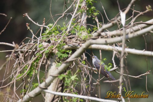 Oriental Cuckoo　ツツドリ