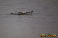 コアジサシ　Little Tern