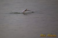 コアジサシ　Little Tern