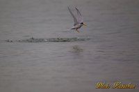 コアジサシ　Little Tern