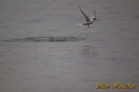 コアジサシ　Little Tern