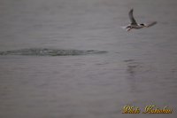 コアジサシ　Little Tern