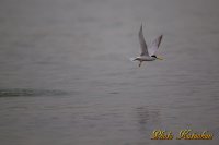 コアジサシ　Little Tern