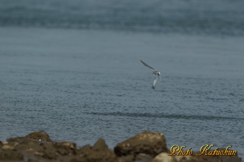 コアジサシ(Little Tern) 