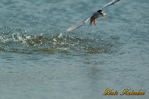 コアジサシ(Little Tern)