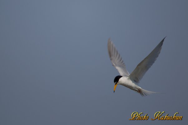コアジサシ　Little Tern