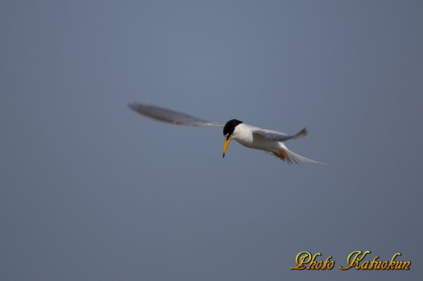 コアジサシ　Little Tern