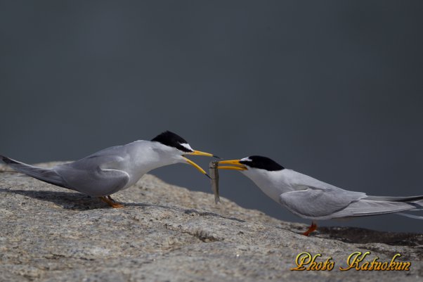 Little Tern ※　Canon Eos-1D Mark IV ＋ EF800 F5.6L IS USM