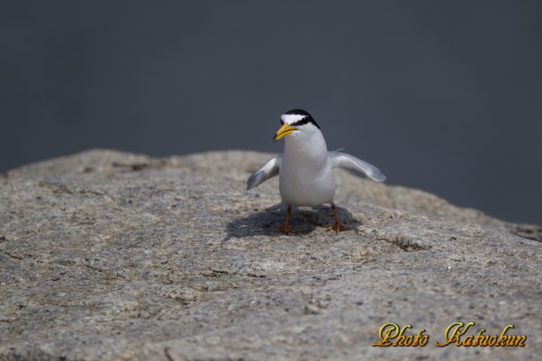 コアジサシ　Little Tern 