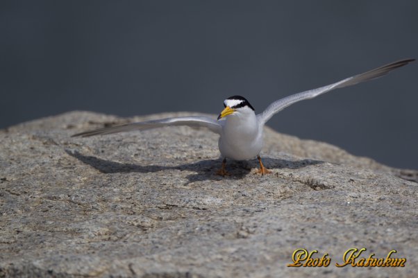 コアジサシ　Little Tern 