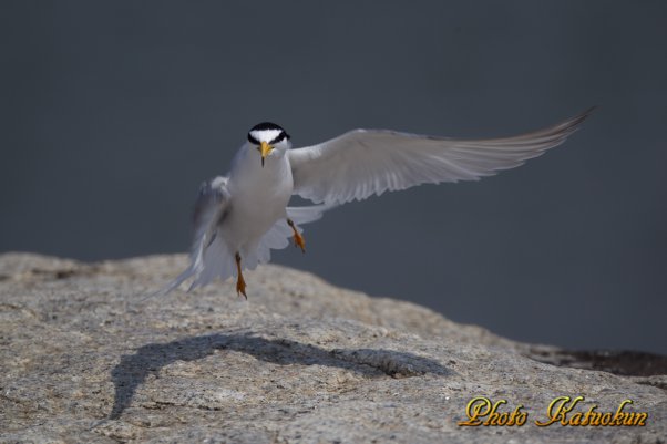 コアジサシ　Little Tern 
