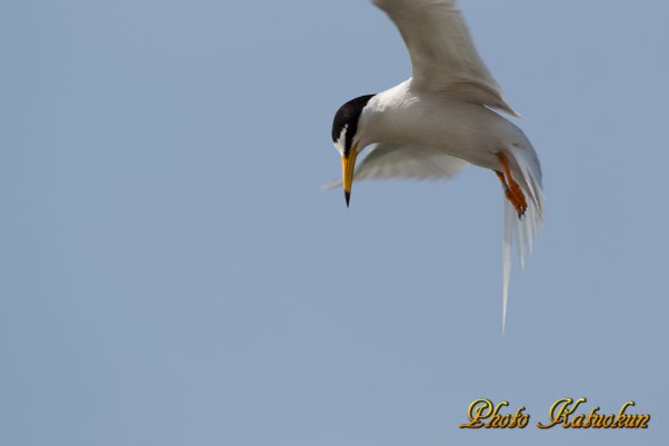 コアジサシ　Little Tern 