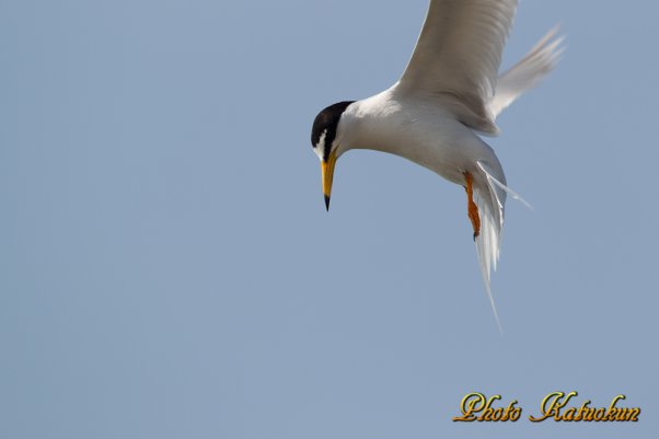 コアジサシ　Little Tern 