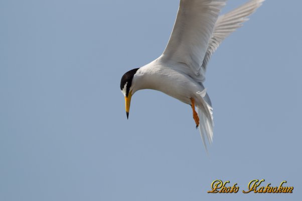 コアジサシ　Little Tern 